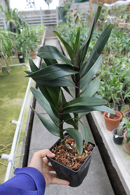 Camaridium scalariforme.jpg