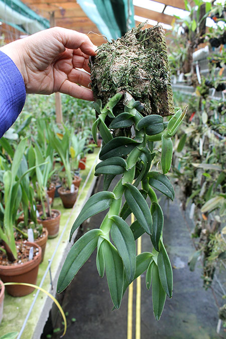 Epidendrum medusae.jpg