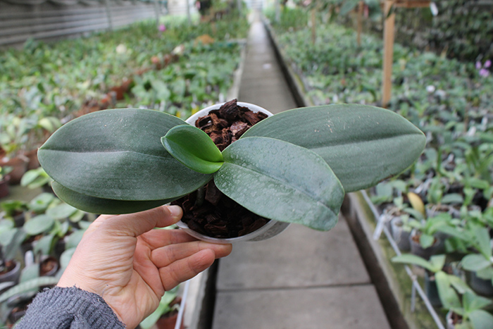 Phalaenopsis I-Hsin 'Spot Eagle'.jpg