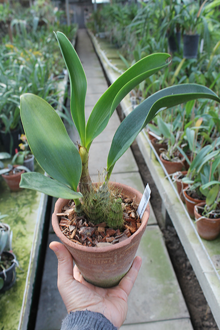 Inobulbum munificum.jpg