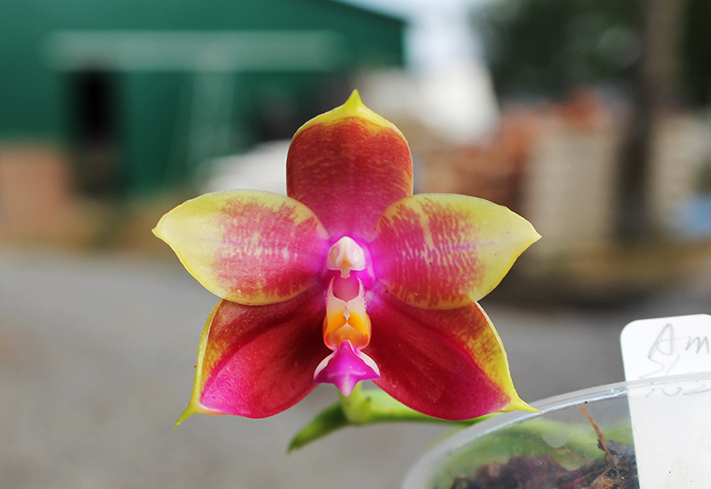 Phalaenopsis Mituo Sun Queen x Samera.jpg