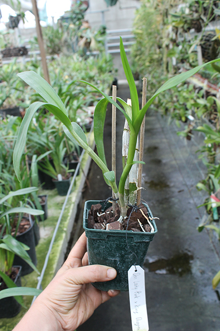 Dendrobium Lady Pink x King Dragon.jpg