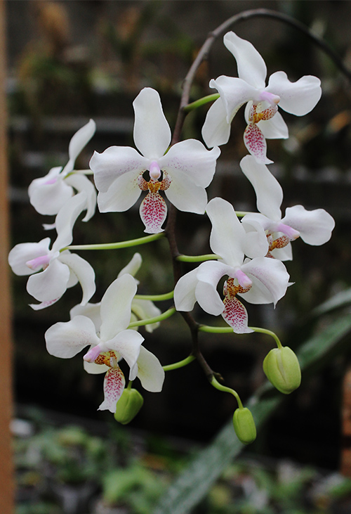 Phalaenopsis Little Dragon (stuartiana x celebensis).jpg