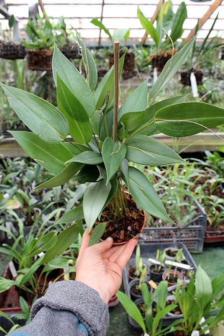 Pleurothallis truncata.jpg