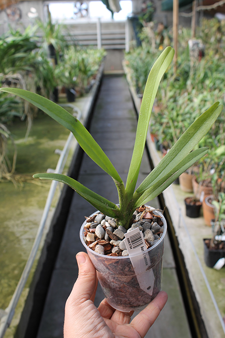 Aeranthes ramosa.jpg