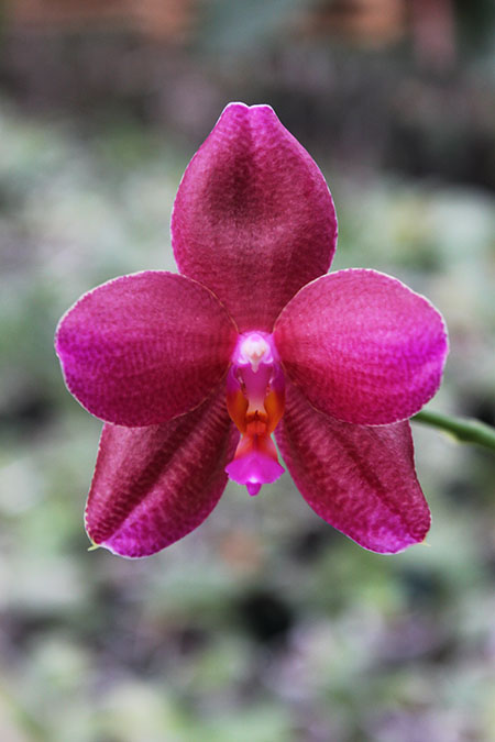 Phalaenopsis (Mituo Sun x Ching Her Buddha) x Mituo Sun.jpg