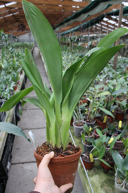 Maxillaria grandiflora.jpg