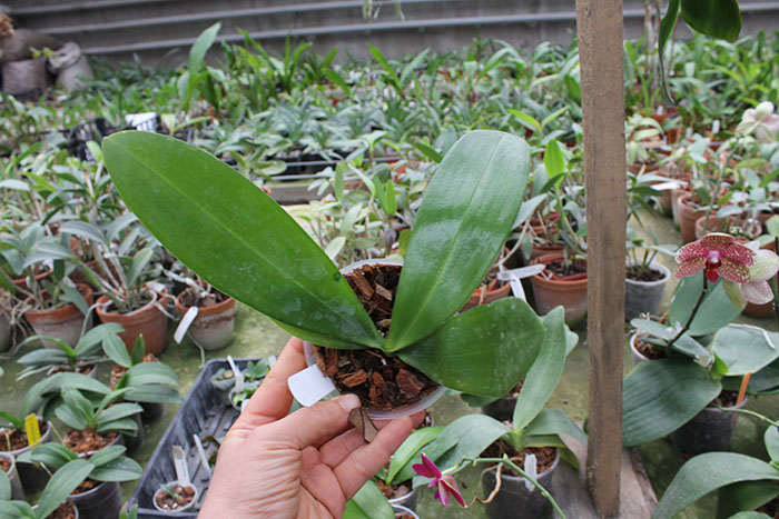 Phalaenopsis I-Hsin Salmon.jpg