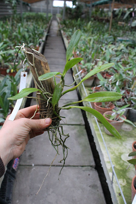 Laelia praestans 'Black Lip' XXX x Laelia praestans 'Daniel' XXX.jpg