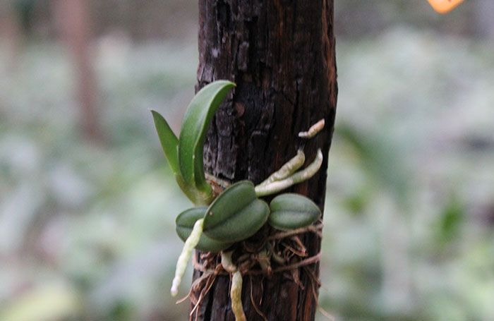 Sophronitis cernua.jpg