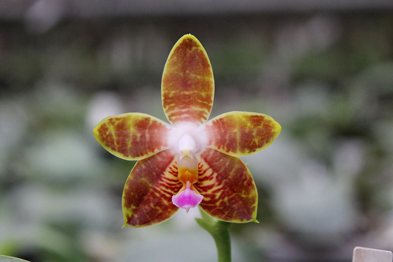 Phalaenopsis amboinensis x Phalaenopsis Penang Girl.jpg