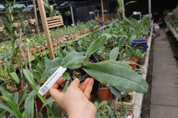 Paphiopedilum glaucophyllum.jpg