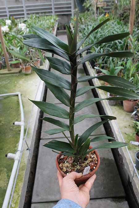 Camaridium scalariforme.jpg