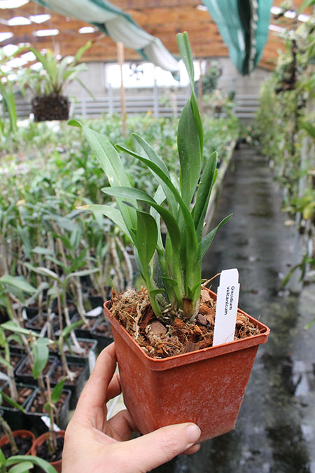 Oncidium vulcanicum.jpg