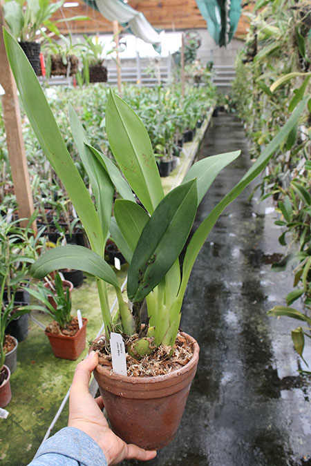 Maxillaria Johann Blatter.jpg
