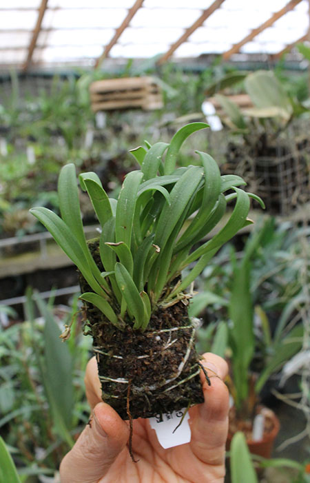 Barbosella cucullata.jpg