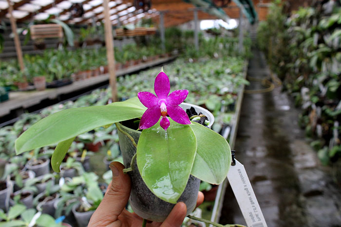 Phalaenopsis Ld's Bear King x violacea indigo.jpg