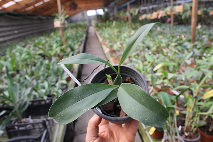 Rossioglossum 'Rawdon Jester' (Rossioglossum grande x Rossoiglossum williamsianum).jpg