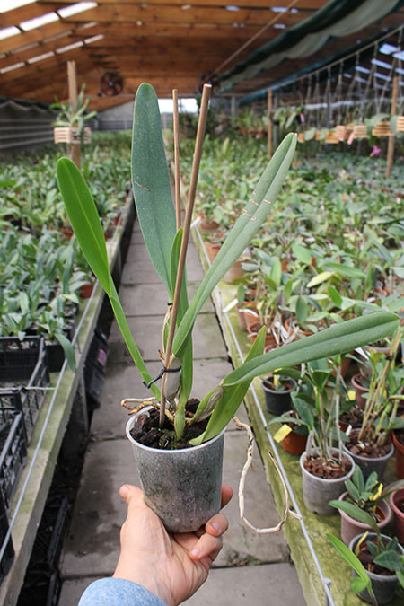 Laelia lobata (coerulea x alba) x (coerulea).jpg