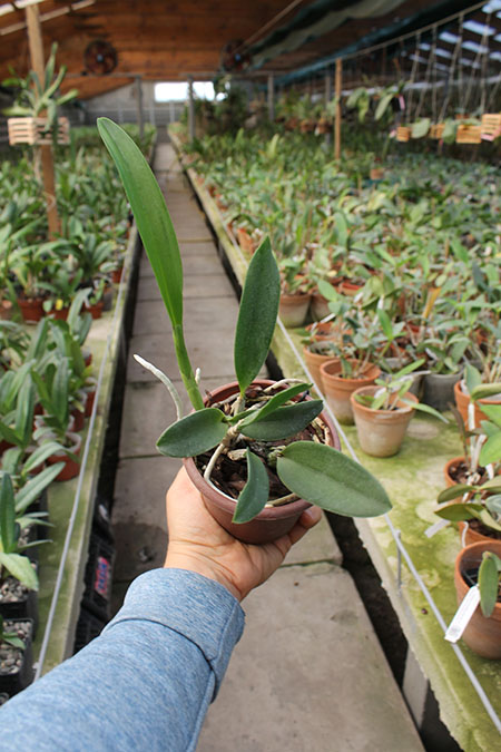 Laeliocattleya Memoria Hideyuki Goto 'Xiang Fei'.jpg