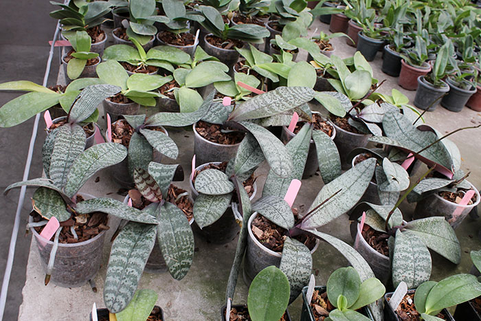 Phalaenopsis schilleriana purpurea.jpg