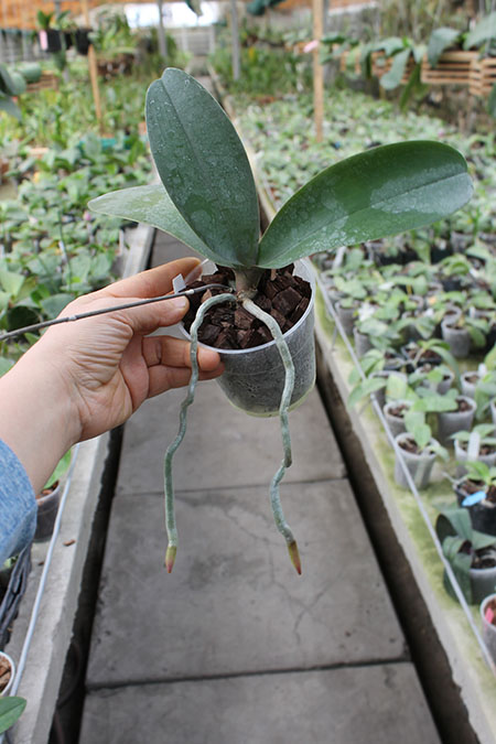 Phalaenopsis stuartiana x equestris.jpg