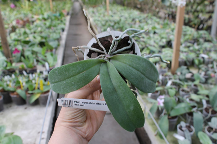 Phalaenopsis equestris alba x Phalaenopsis lindenii.jpg