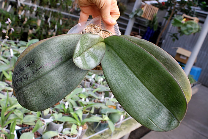Phalaenopsis schilleriana x Ld's Bear King.jpg
