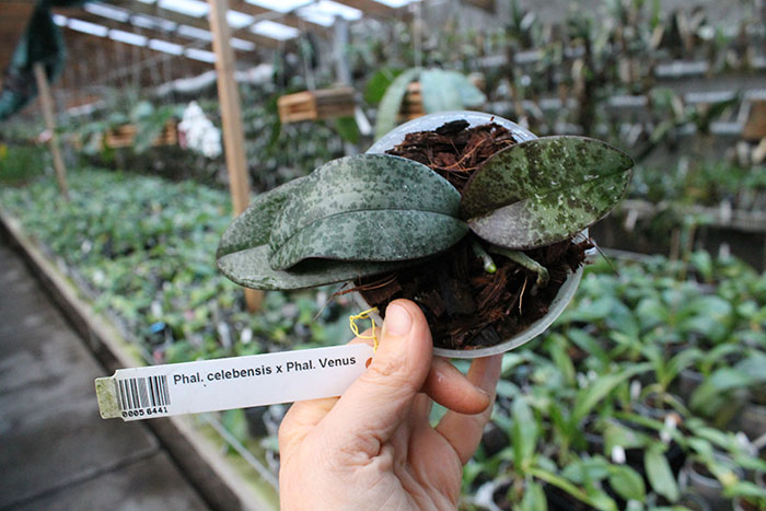 Phalaenopsis celebensis x Phalaenopsis Venus.jpg