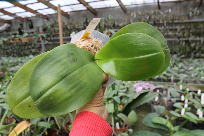 Phalaenopsis Ld's Bear King 'YK-14' x Mituo Sun 'Mituo #1'.jpg