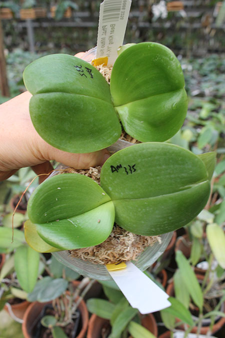 Phalaenopsis Mituo Sun 'Mituo #1' x Ld's Bear King 'YK-14'.jpg