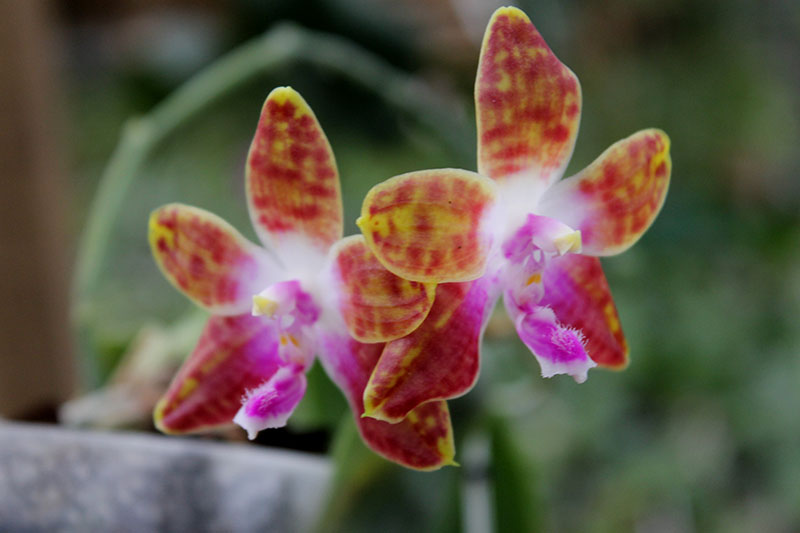 Phalaenopsis KS Happy Eagle x mariae.jpg