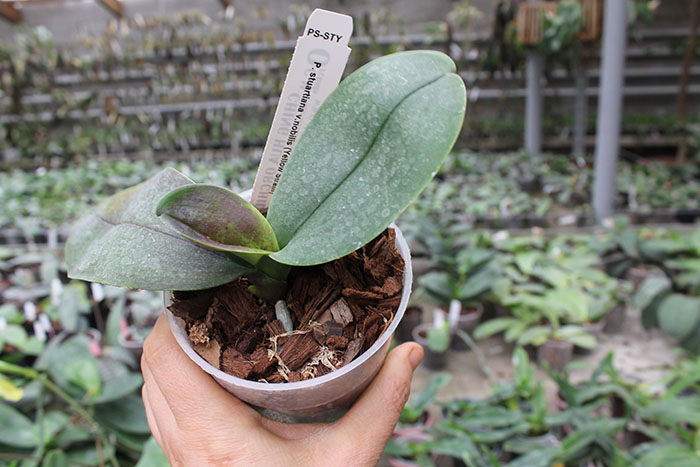 Phalaenopsis stuartiana var nobilis.jpg