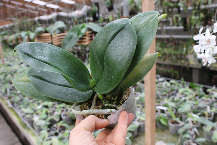 Phalaenopsis Fusheng's World 'FS'.jpg