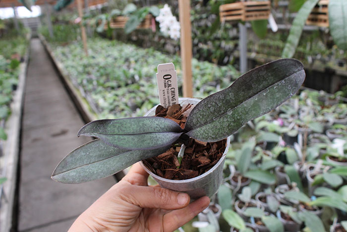 Phalaenopsis stuartiana var nobilis.jpg