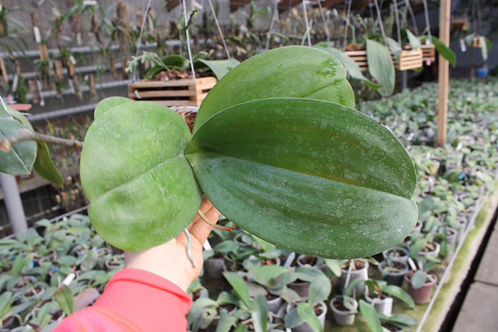 Phalaenopsis (Mituo Sun x Ching Her Buddha) x Mituo Sun.jpg