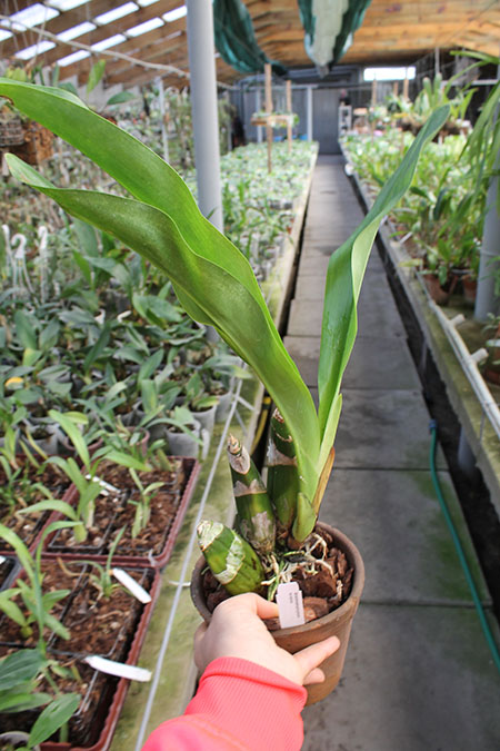 Grammatophyllum scriptum.jpg