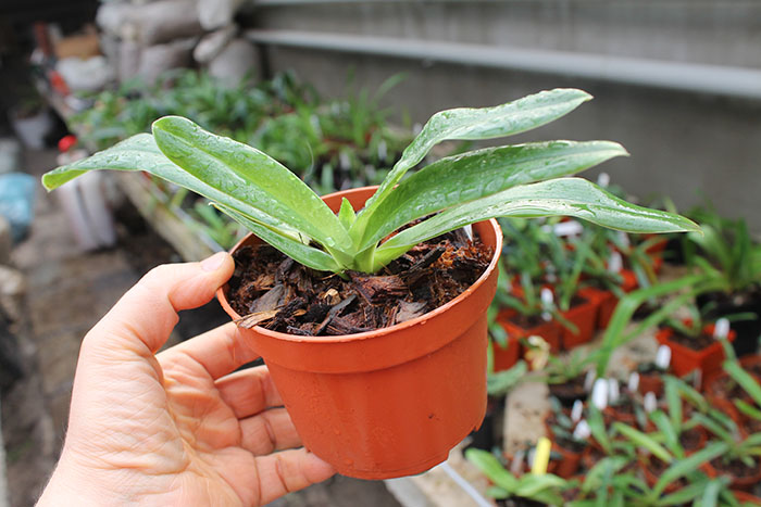 Paphiopedilum tranlienianum.jpg