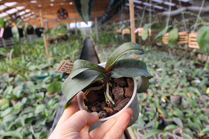 Asconopsis Irene Dobkin 'Elmhurst'.jpg