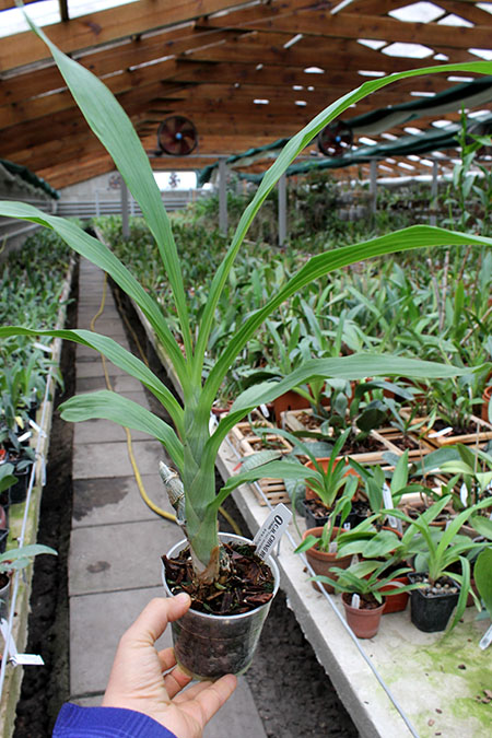 Cycnoches warcewiczii.jpg