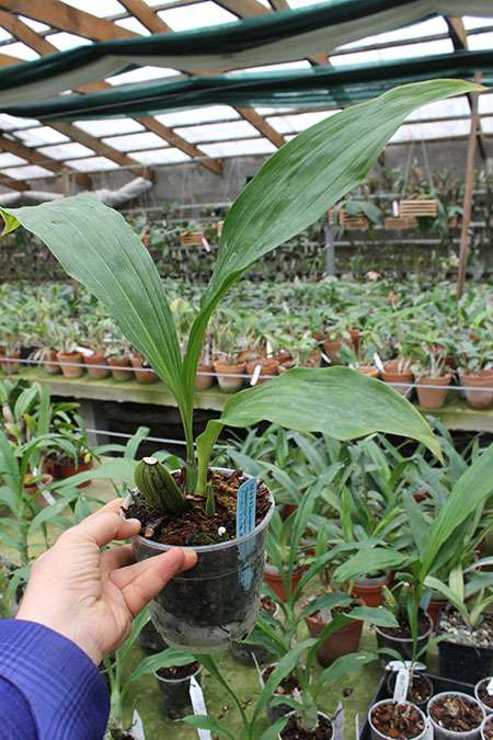 Lycaste Andromeda (nana x Sunray 'Odette').jpg