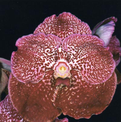 Vanda.jpg