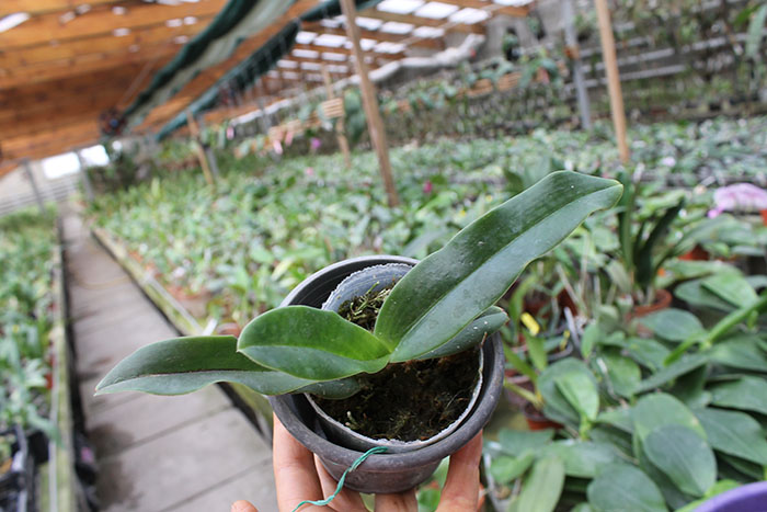 Paphiopedilum hangianum.jpg