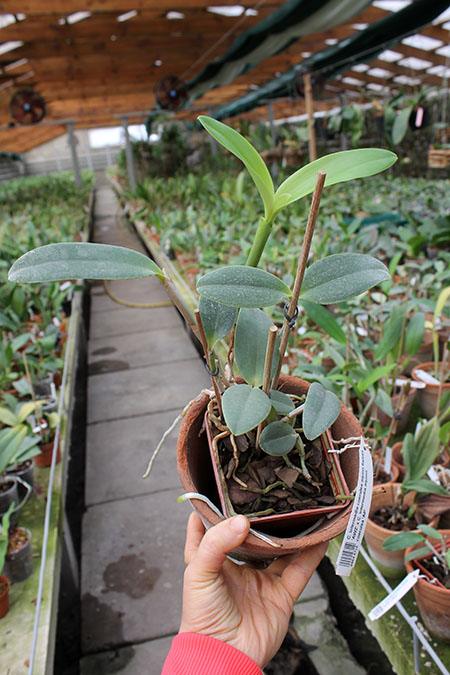 Cattleya intermedia coerulea aquini flamea 'AWZ' x Cattleya intermedia aquinii coerulea 'AP'.jpg
