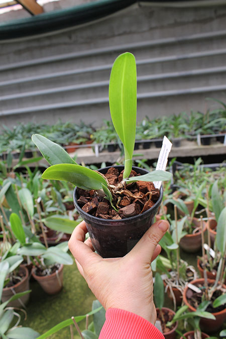 Laeliocattleya Daniris La Tuilerie.jpg