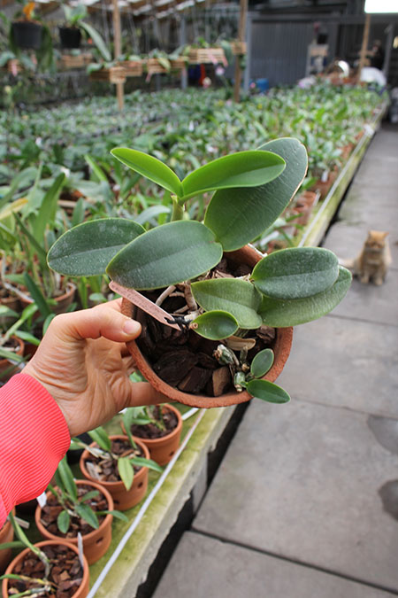 Cattleya walkeriana 'Edward' x nobilior coerulea 'Pledge'.jpg