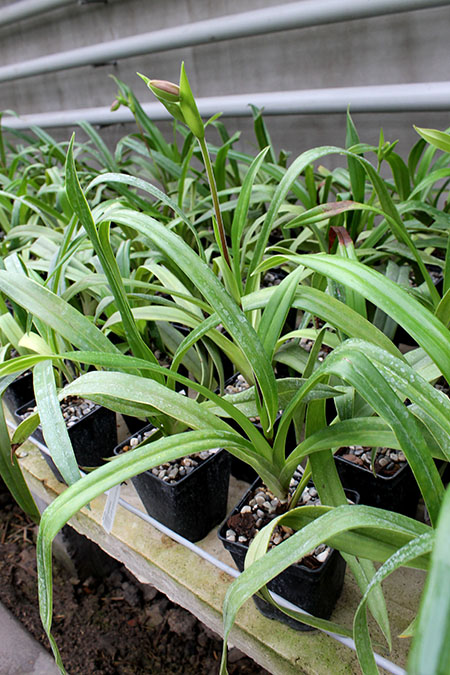 Phragmipedium Andean Fire (besseae x lidleyanum).jpg
