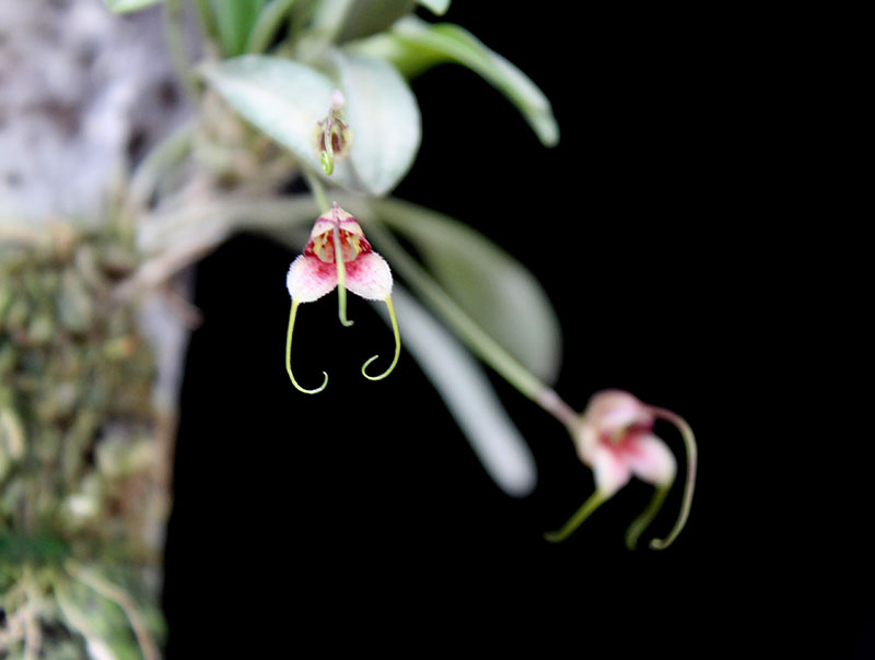 Masdevallia caloptera.jpg