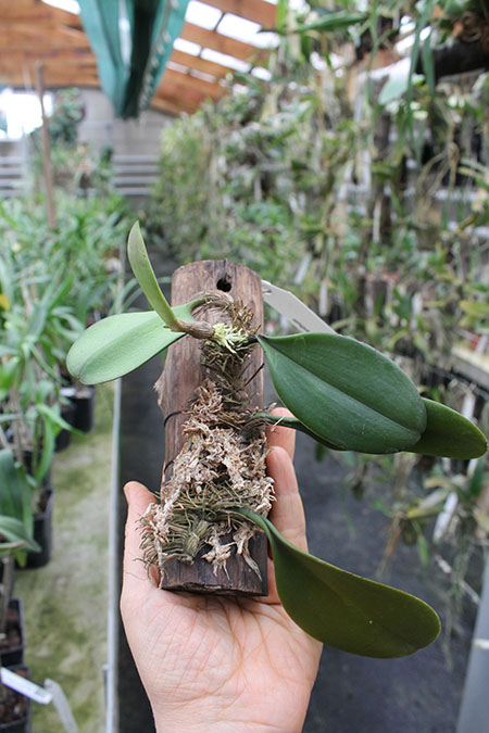 Bulbophyllum macranthum.jpg