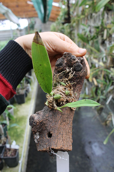 Bulbophyllum costatum.jpg
